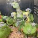 Filhotes de papagaio resgatados do tráfico em Floresta