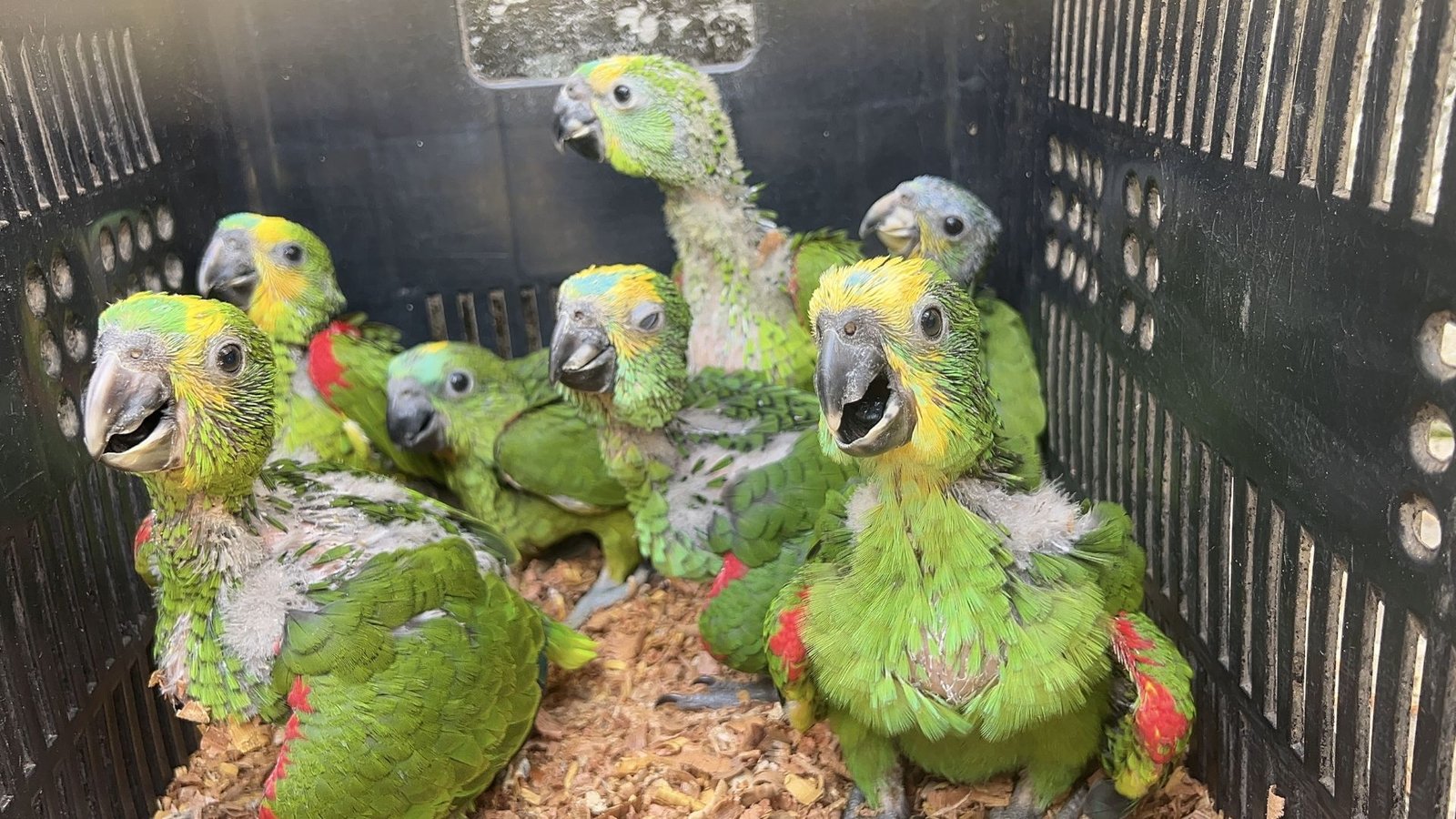 Filhotes de papagaio resgatados do tráfico em Floresta